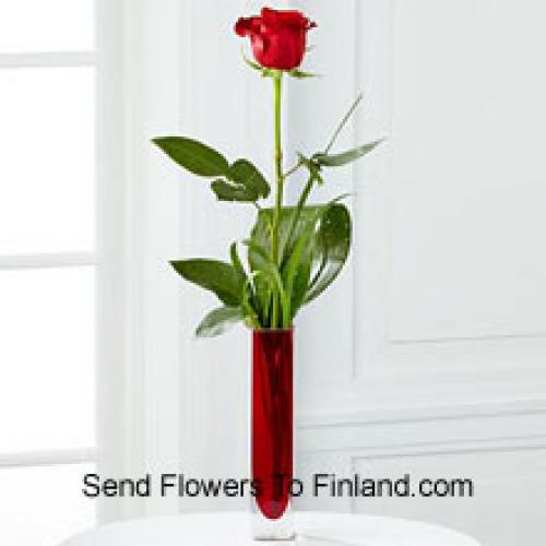 Cute Single Red Rose