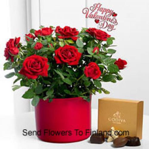 25 Rosas Vermelhas com Deliciosos Chocolates Godiva